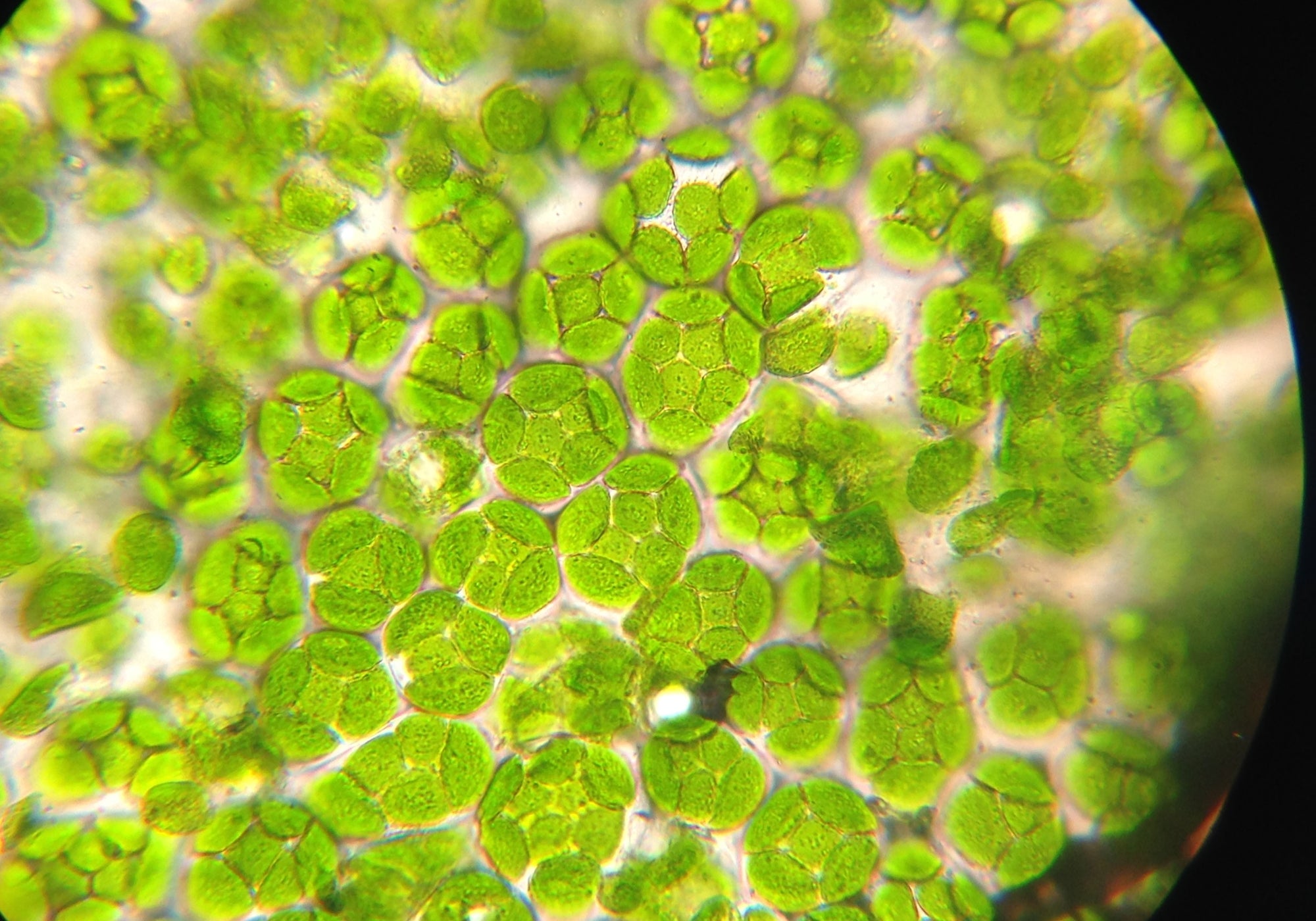 Sélection rigoureuse actifs naturels et plantes bio